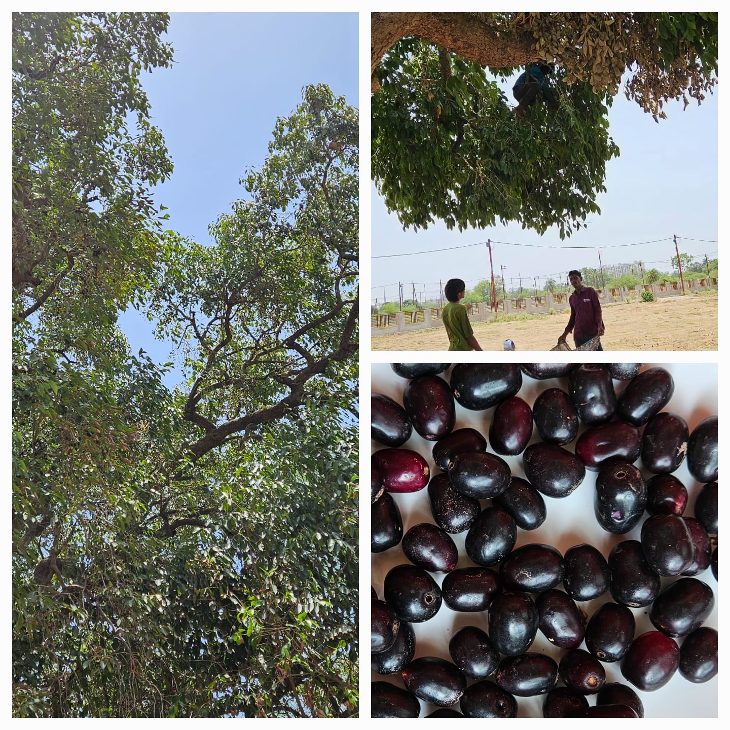 Nutritional and Health Benefits of Jamun.jpeg